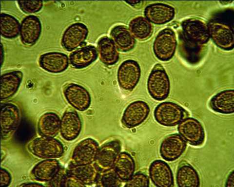 Ganoderma australe? (Ganoderma adspersum)
